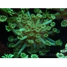 WYSIWYG Alveopora Jungle Vine 17B2