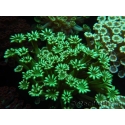 WYSIWYG Alveopora Green 17B4