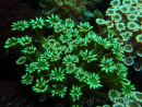 WYSIWYG Alveopora Green 17B4