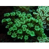 WYSIWYG Alveopora Green 17B4