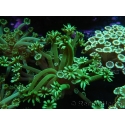 WYSIWYG Alveopora Green 17B6