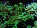 WYSIWYG Alveopora Green 17B6
