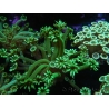 WYSIWYG Alveopora Green 17B6