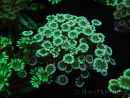 WYSIWYG Alveopora Molly Dream 17C1
