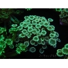 WYSIWYG Alveopora Molly Dream 17C1