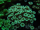 WYSIWYG Alveopora Molly Dream 17C2