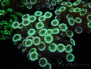 WYSIWYG Alveopora Molly Dream 17C3