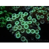 WYSIWYG Alveopora Molly Dream 17C3