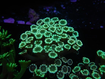 WYSIWYG Alveopora Molly Dream 17C4