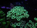 WYSIWYG Alveopora Molly Dream 17C4