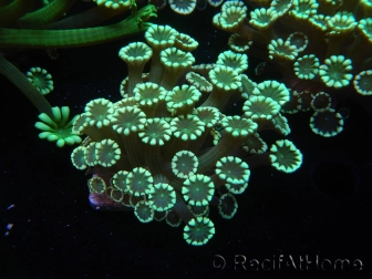WYSIWYG Alveopora Molly Dream 17C5