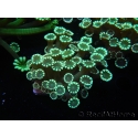 WYSIWYG Alveopora Molly Dream 17C5
