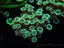 WYSIWYG Alveopora Molly Dream 17C5
