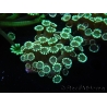 WYSIWYG Alveopora Molly Dream 17C5