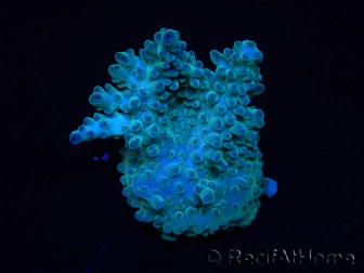 WYSIWYG RAH Acropora  5R4