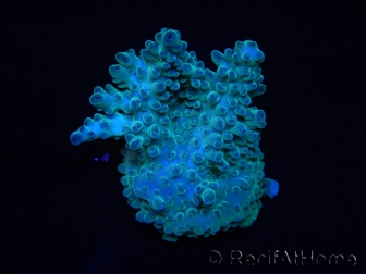 WYSIWYG RAH Acropora  5R4