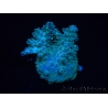 WYSIWYG RAH Acropora  5R4