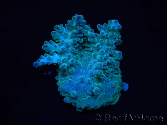 WYSIWYG RAH Acropora  5R4