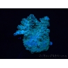 WYSIWYG RAH Acropora  5R4