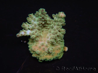 WYSIWYG RAH Acropora  5R4