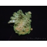 WYSIWYG RAH Acropora  5R4