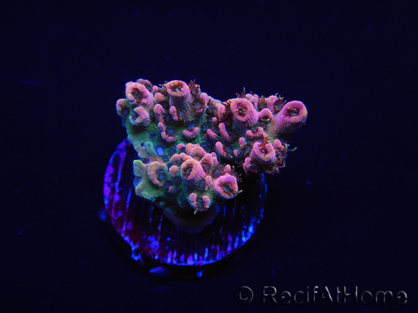 WYSIWYG RAH Acropora Eye Candy 5D4