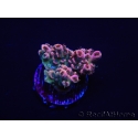 WYSIWYG RAH Acropora Eye Candy 5D4