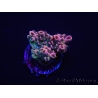 WYSIWYG RAH Acropora Eye Candy 5D4