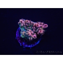 WYSIWYG RAH Acropora Eye Candy 5D4