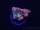 WYSIWYG RAH Acropora Eye Candy 5D4