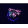 WYSIWYG RAH Acropora Eye Candy 5D4