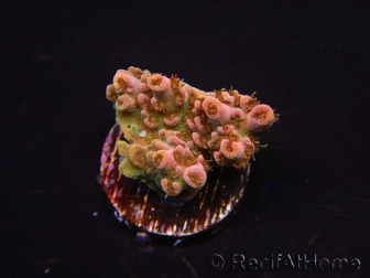 WYSIWYG RAH Acropora Eye Candy 5D4