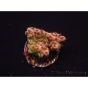 WYSIWYG RAH Acropora Eye Candy 5D4