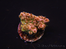 WYSIWYG RAH Acropora Eye Candy 5D4
