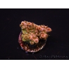 WYSIWYG RAH Acropora Eye Candy 5D4