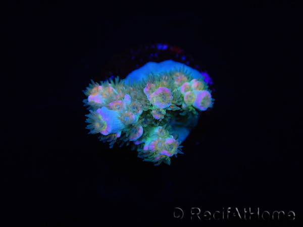 WYSIWYG RAH Acropora tenuis Blueish 5E1