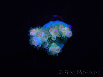 WYSIWYG RAH Acropora tenuis Blueish 5E1