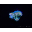 WYSIWYG RAH Acropora tenuis Blueish 5E1