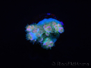 WYSIWYG RAH Acropora tenuis Blueish 5E1