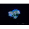 WYSIWYG RAH Acropora tenuis Blueish 5E1