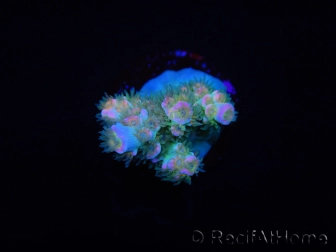 WYSIWYG RAH Acropora tenuis Blueish 5E1