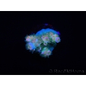 WYSIWYG RAH Acropora tenuis Blueish 5E1