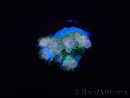 WYSIWYG RAH Acropora tenuis Blueish 5E1