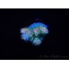 WYSIWYG RAH Acropora tenuis Blueish 5E1