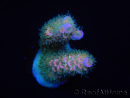 WYSIWYG RAH Acropora tenuis 5E2