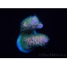 WYSIWYG RAH Acropora tenuis 5E2