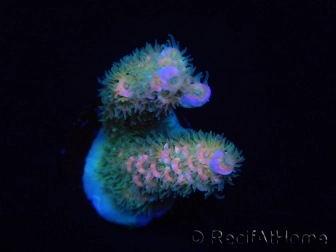 WYSIWYG RAH Acropora tenuis 5E2