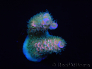 WYSIWYG RAH Acropora tenuis 5E2
