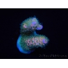 WYSIWYG RAH Acropora tenuis 5E2