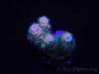 WYSIWYG RAH Acropora tenuis Blueish 5E4